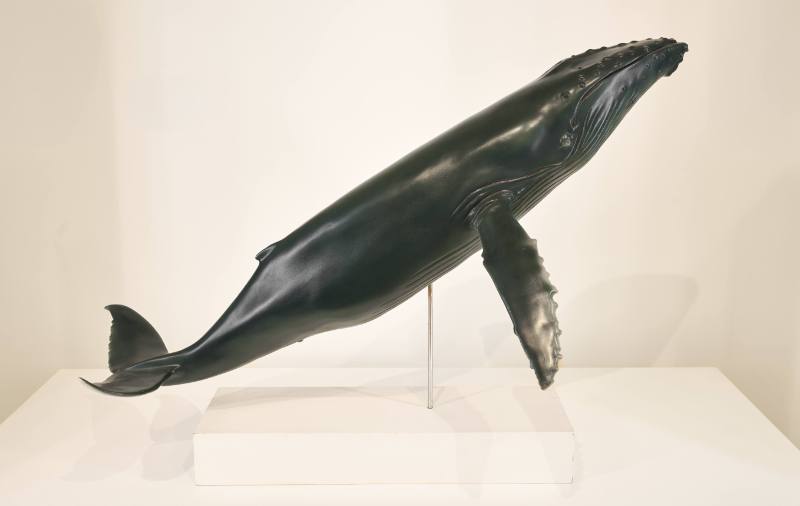 Humpback Whale